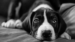 बिहारः न्यूजीलैंड से गया आकर मालिक ने कुत्ते का किया पिंडदान, फिर पटना में गंगा में बहाई अस्थियां