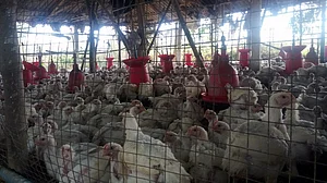 कोरोना वायरस का कहर, कटहल ने ली चिकन की जगह, कीमत 100 के पार