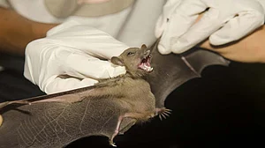 भारतीय चमगादड़ों की दो प्रजातियों में मिला ‘बैट कोरोना वायरस’, तीन साल से चल रहा था शोध, अब जाकर हुई पुष्टि