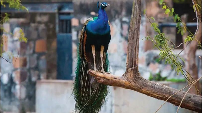 लाॅकडाउन के दौरान फिर से जी उठी प्रकृति, पूरी दुनिया को मिली ये सीख क्या लाएगी नया विकास माॅडल