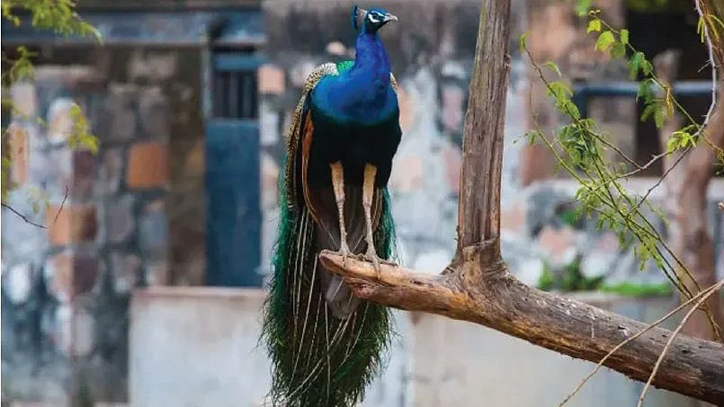 फोटोः सोशल मीडिया