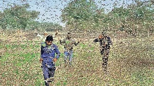 भारत में टिड्डी हमले के पीछे कोरोना वायरस, पाकिस्तान की भूमिका भी सवालों में