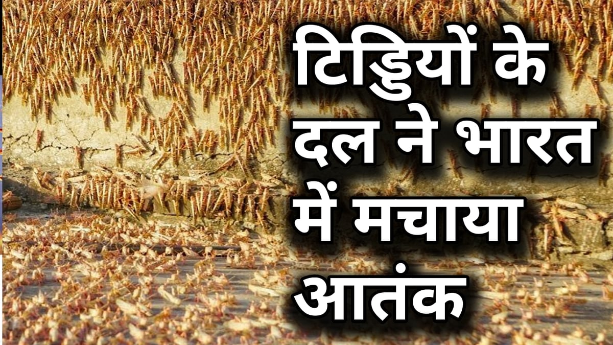 वीडियो: पाक से आए टिड्डी दल का भारत में हमला, जयपुर में टिड्डियों ने इस तरह मचाया आतंक!