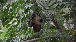 उत्तर प्रदेश: गोरखपुर में चमगादड़ों की मौत से हड़कंप, दहशत में लोग, जांच के लिए भेजा गया वेट रिसर्च सेंटर