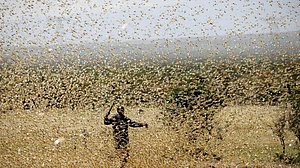 बिहार में टिड्डी दलों का हमला, 20 जिलों में अलर्ट