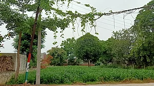 पतंजलि से सैकड़ों किमी दूर-दूर तक गायब हुई ‘गिलोय’, इसी जंगली झाड़ से रामदेव ने बनाई है कोरोना की ‘दवा’!