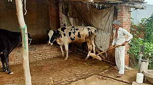 उत्तर प्रदेश: हैरतअंगेज तरीके से मर गईं ताहिर की पांच गाय, सदमे में आया पूरा परिवार