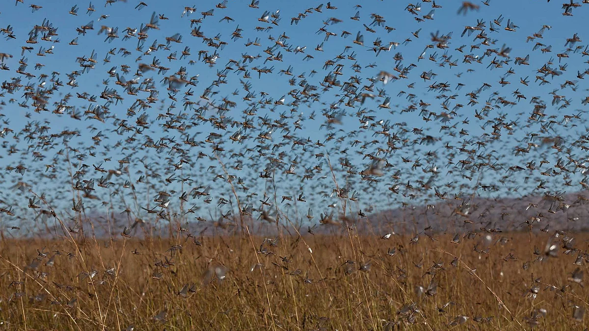 फोटो : सोशल मीडिया