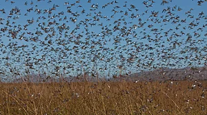 टिड्डी हमले की 6 महीने पहले से थी जानकारी, लेकिन सोती रही हरियाणा की खट्टर सरकार: भूपिंदर सिंह हुड्डा