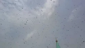 कोरोना से बेहाल दिल्ली पर अब टिड्डी दल का खतरा, गुरुग्राम से पलवल की तरफ बढ़ा, कभी भी बोल सकता है धावा