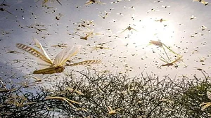 उत्तर प्रदेश: प्रयागराज में टिड्डियों का हमला, किसान परेशान, आप भी रहें सावधान! ‘हमलावर टिड्डी’ बढ़ रहे आगे