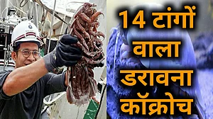वीडियो: हिंद महासागर में मिला 14 टांगों वाला समुद्री कॉक्रोच, वजन और साइज ने उड़ाई वैज्ञानिकों की नींद!