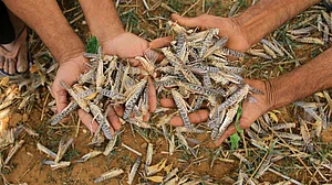 लॉकडाउन की वजह से गई नौकरी, पट्टे पर जमीन लेकर की किसानी तो टिड्डियों ने कर दिया हमला