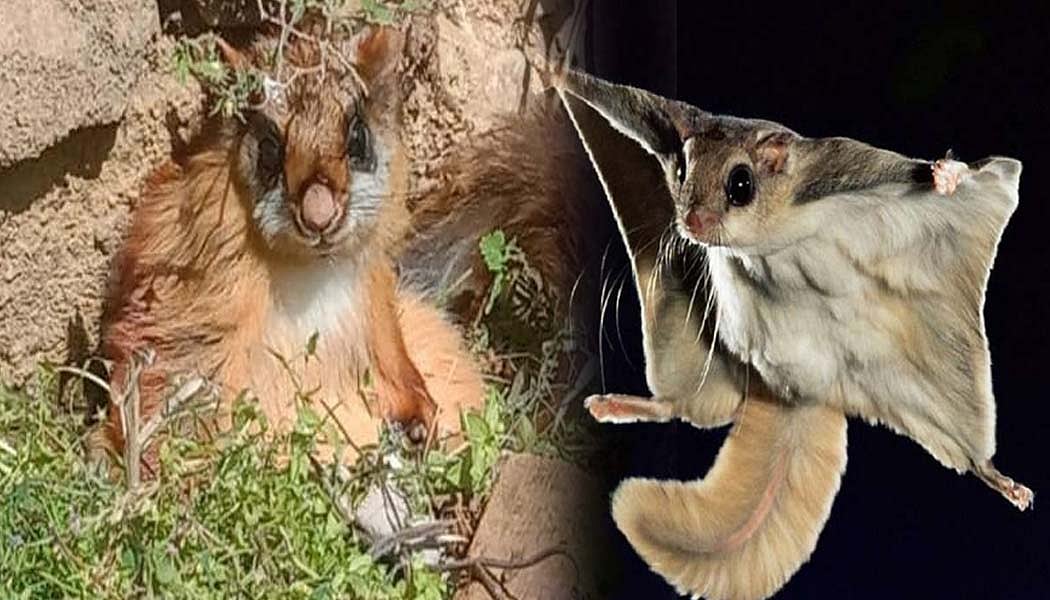 वीडियो: उत्तराखंड के घने जंगलों में दिखी उड़ने वाली गिलहरी, पंजों के फर को ऐसे बनाती है 'पैराशूट'  
