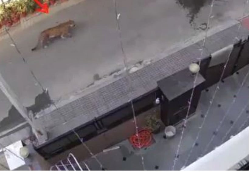 गाजियाबाद के पॉश इलाके में दिखा तेंदुआ, वायरल हुआ वीडियो, दहशत में लोग!