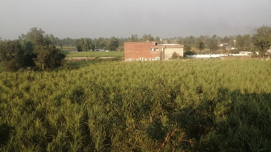 फोटोः आस मोहम्मद कैफ