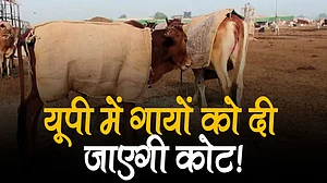 वीडियो: सर्दी से बचने के लिए यूपी में गायों को दी जाएगी कोट, अयोध्या में पशुशालाओं में आग जलाने के भी इंतजाम