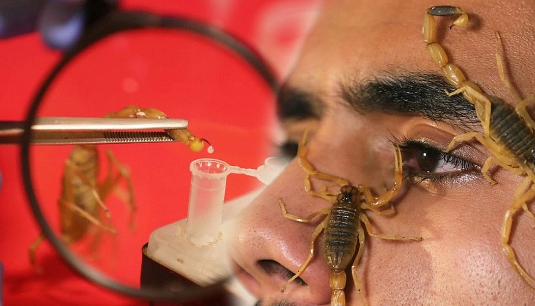 वीडियो: मिस्र के इस शख्स को बिच्छुओं ने बनाया अमीर, एक ग्राम जहर के मिलते हैं 70 लाख रुपये