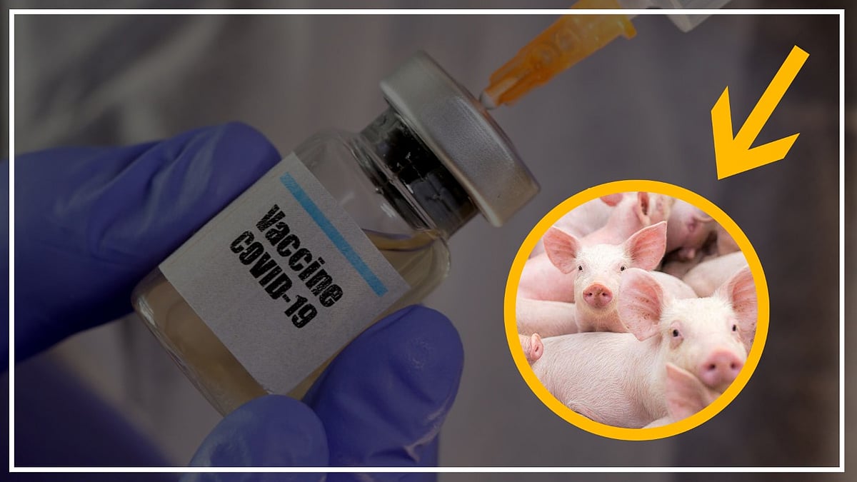 वीडियो: आखिर क्या है पोर्क जिलेटिन? जिसके कोरोना वैक्सीन में इस्तेमाल को लेकर मचा है बवाल! 