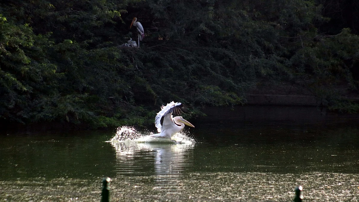 फोटो : आईएएनएस