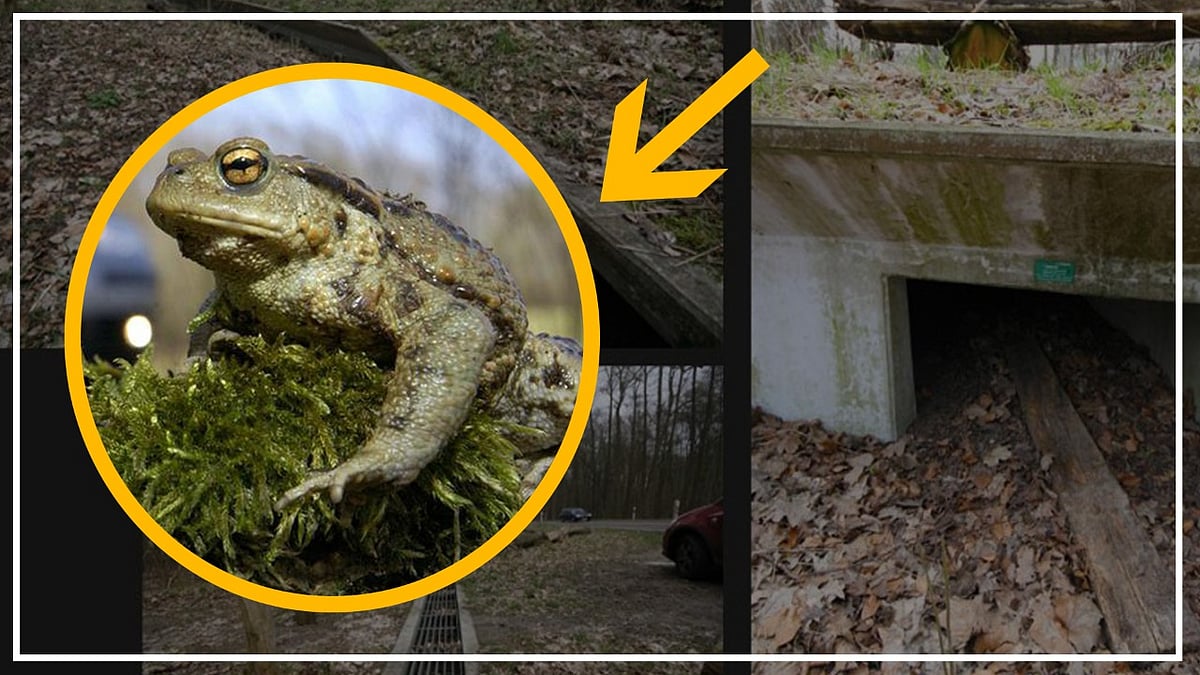 वीडियो: मेंढक को सड़क पार कराते हैं इस शहर के लोग, हैरान करने वाली है इसके पीछे की वजह 