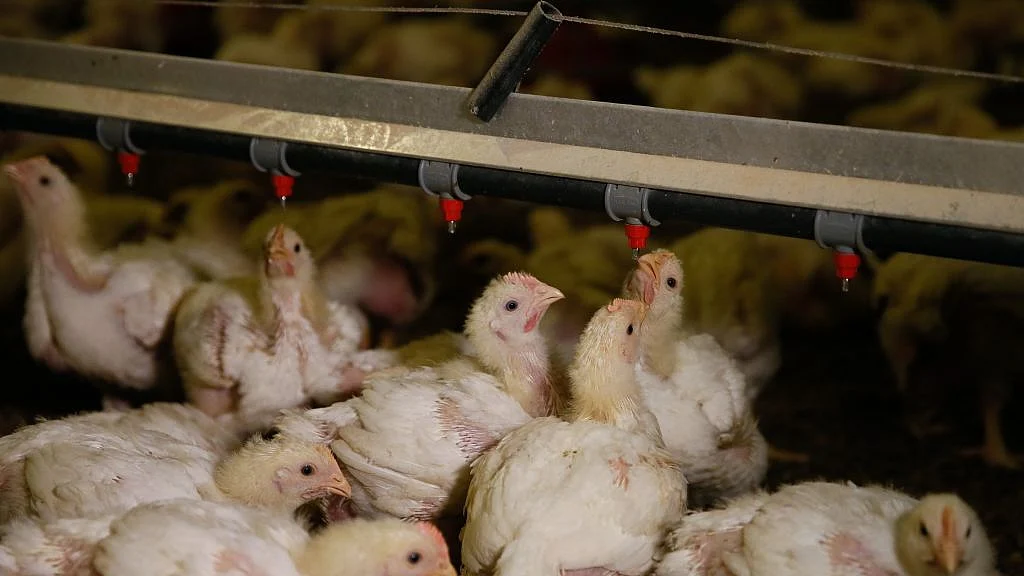 फोटो: Getty Images