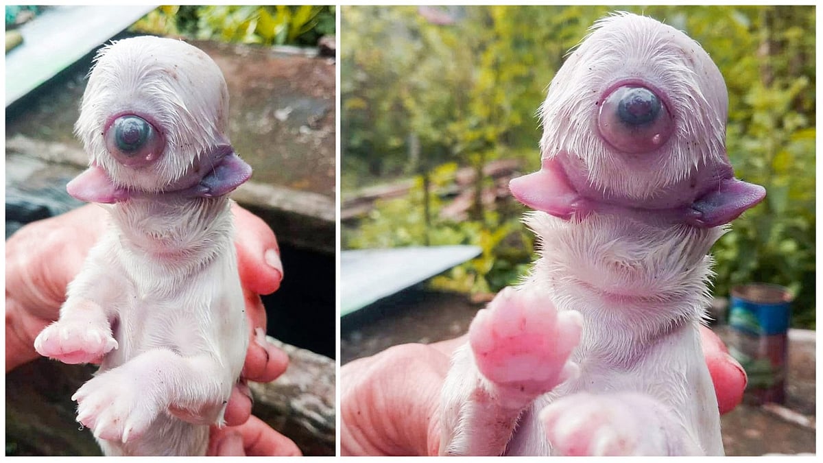 वीडियो: इस देश में हुआ एक आंख, दो जीभ और बिना नाक वाले कुत्ते का जन्म, तस्वीरें देख आप भी रह जाएंगे दंग