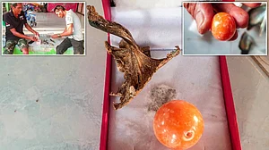 वीडियो: रंक से राजा बना ये मछुआरा! समुद्र तट से मिला 2.5 करोड़ का दुर्लभ मोती, कुछ दिन पहले ही देखा था सपना