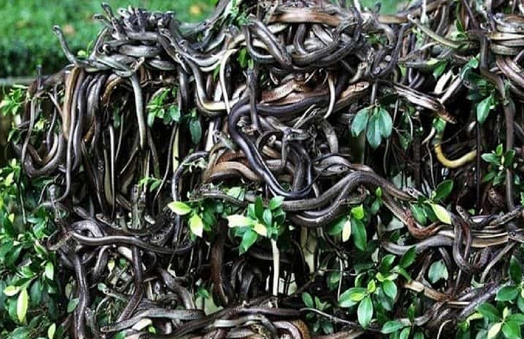 वीडियो: दुनिया की वो रहस्यमयी जगहें जहां लोगों की एंट्री पर है बैन, बाहरी लोगों को देखते ही मार दिया जाता है! 