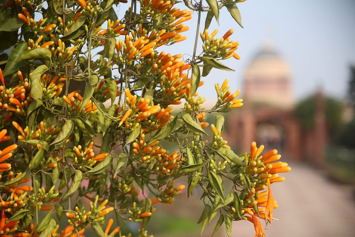 फोटो : विपिन