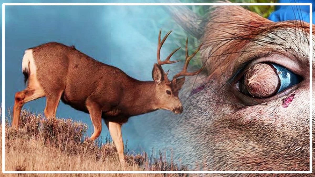 वीडियो: इस अजीबोगरीब बीमारी के कारण हिरण की आंखों में उगे बाल, वैज्ञानिक और डॉक्टर्स भी हुए हैरान!