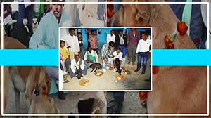 वीडियो: यहां कुत्तों को परोसा जाता है शुद्ध देसी घी वाला खाना, बिल्कुल अनूठी है इसके पीछे की कहानी