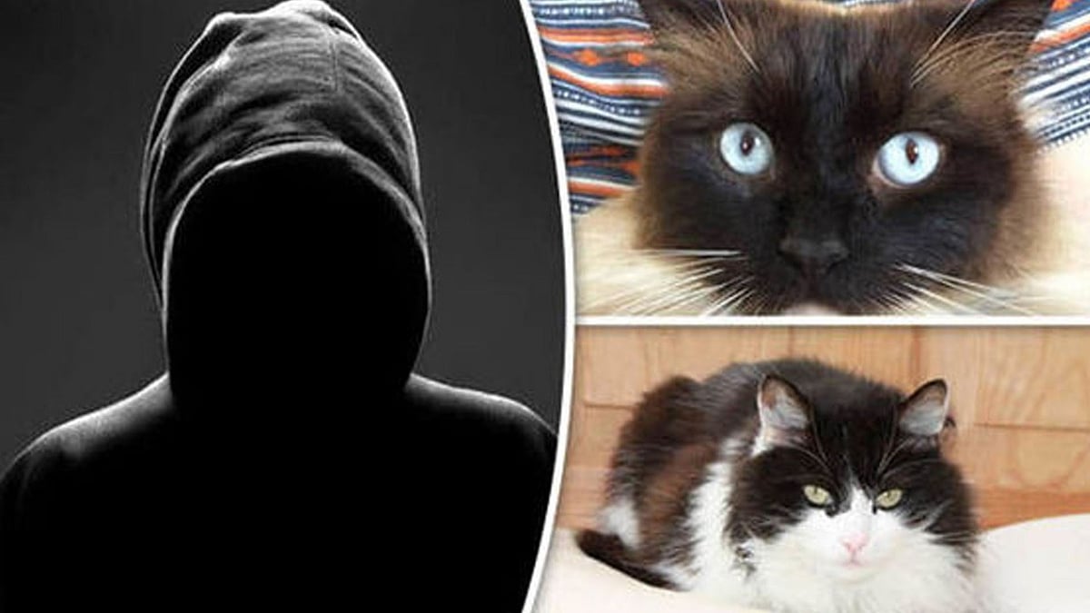 वीडियो: रहस्य बना हुआ है ये 'सीरियल किलर', इंसान नहीं जानवरों को उतारता था मौत के घाट!  