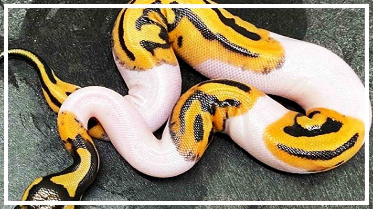 वीडियो: इतने रुपये में बिका स्माइली वाला ये दुर्लभ अजगर, जिसने भी देखा हैरान रह गया, जानें क्यों? 