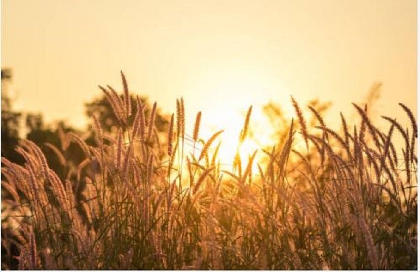 जलवायु परिवर्तन के असर से कम होगी धान की पैदावार, परंपरागत खेती के समूल नष्ट होने का भी खतरा