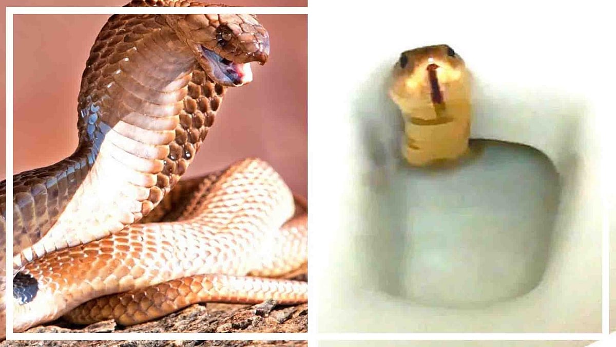 वीडियो: टॉयलेट सीट पर फ्रेश होने के लिए बैठा शख्स, नीचे से निकला कोबरा, अटक गई सांसें!  