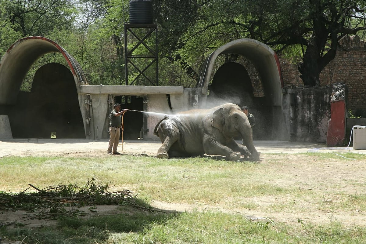 फोटो: विपिन