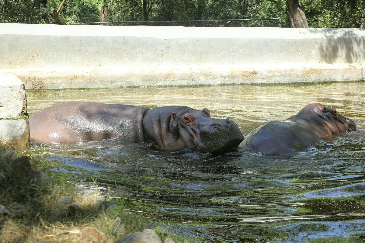 फोटो: विपिन