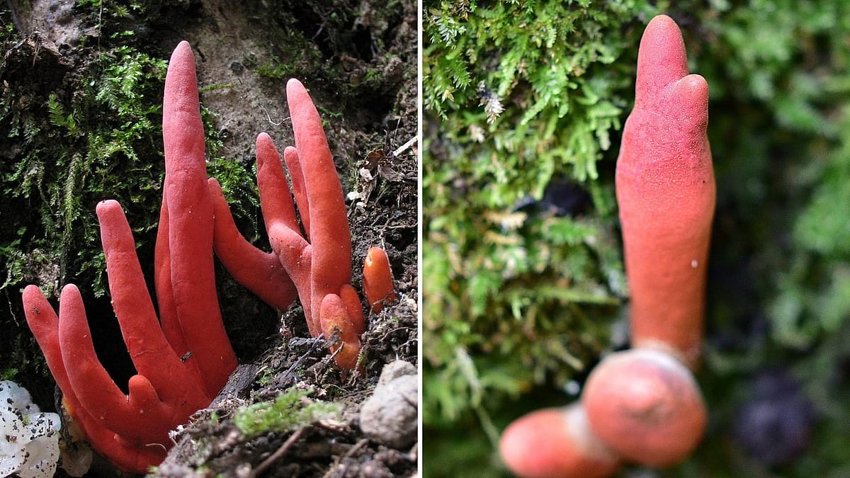 वीडियो: वो जहरीला मशरूम, जिसे खाते ही शरीर के सारे अंग हो सकते हैं फेल! इस नाम से जानती है दुनिया