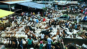 कोरोना का असर: बिहार में बकरीद को लेकर ऑनलाइन हो रही बकरों की बिक्री, वीडियो कॉल और व्हाट्सएप से हो रहा है सौदा