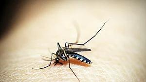 कोरोना के कहर के बीच दिल्ली में डेंगू और मलेरिया का प्रकोप! डेंगू के 36, मलेरिया के 11 मामले आए सामने