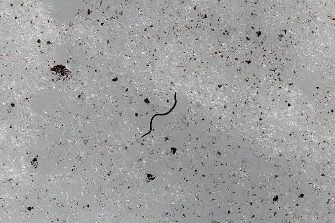 वीडियो: वैज्ञानिकों के लिए रहस्य बने हुए हैं ये काले कीड़े, क्या यही हैं ग्लेशियर पिघलने का कारण?  