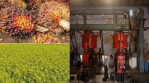 सरकारी प्राथमिकताओं से बढ़ेंगी तिलहन किसानों की मुश्किलें, पाम का रकबा बढ़ाने से तिलहन की विरासत खत्म होने का खतरा