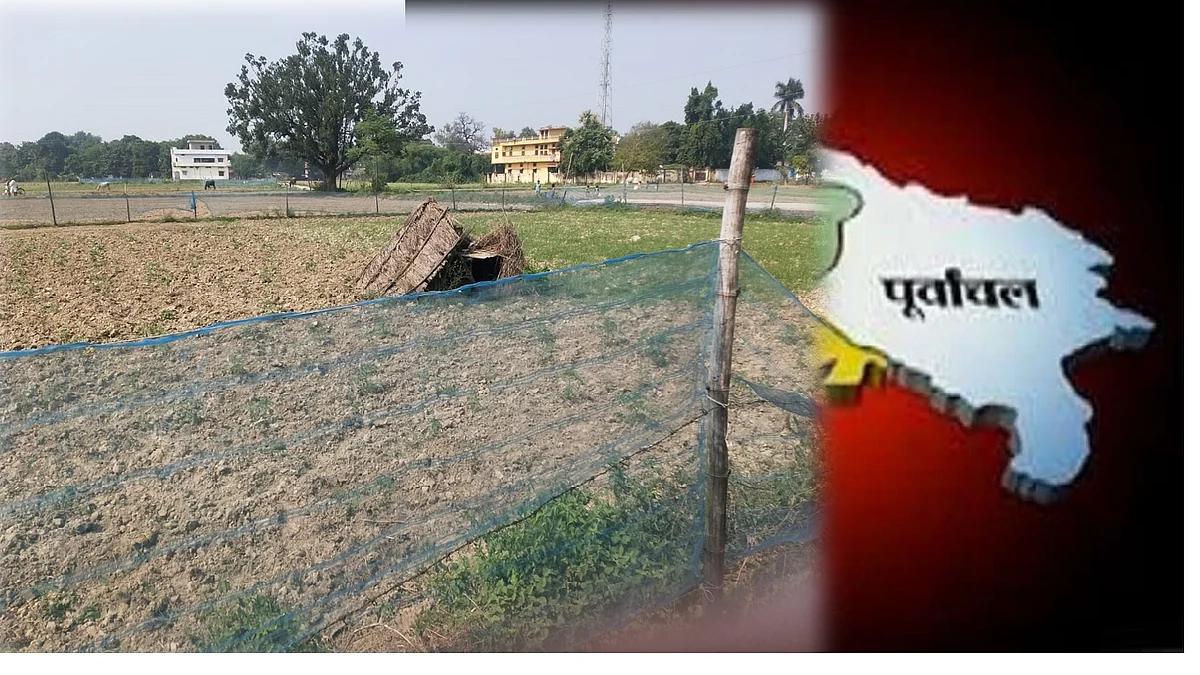 कम लोगों को मालूम होगा कि 1942 की अगस्त क्रांति के समय बलिया तीन दिनों तक आजाद रहा था। स्वतंत्रता सेनानी चित्तू पांडे को अंग्रेजों को जेल से बाहर निकालना पड़ा और शासन व्यवस्था उनके सुपुर्द कर दी गई। इसी वजह से उन्हें बलिया का पहला कलेक्टर भी कहा जाता है। उनके गांव में भी आवारा पशुओं से बचाव के लिए इस तरह बाड़बंदी की गई है।