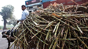 योगी और बीजेपी के दावों के उलट उत्तर प्रदेश में गन्ना किसानों का सरकार पर अब भी ₹3,753 करोड़ बकाया