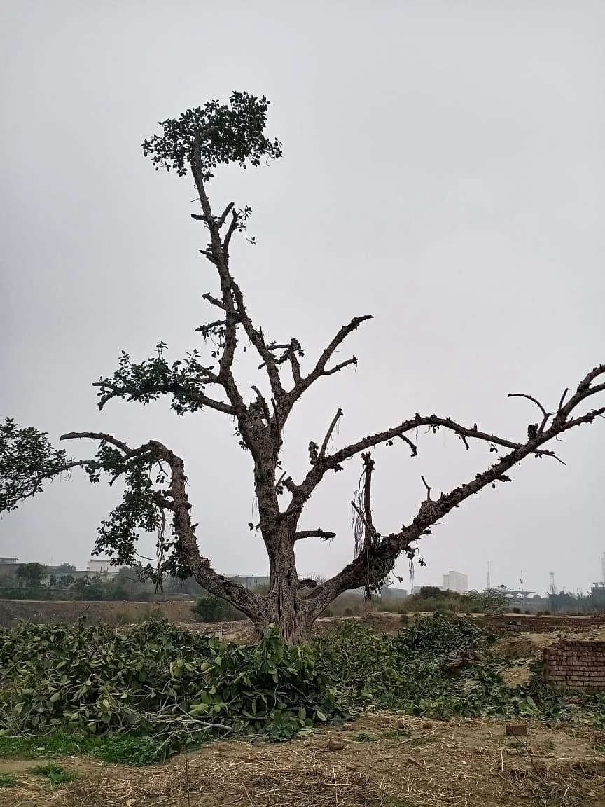 फोटो: IANS