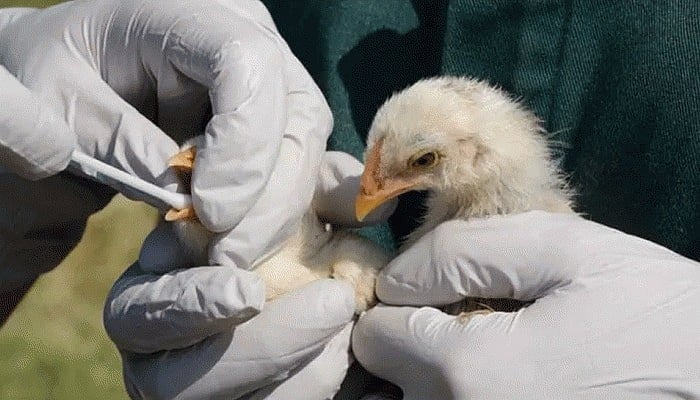 यूरोप में एक साथ दो महामारियों ने दी दस्तक! 'ओमिक्रॉन' के कहर के बीच इस नई 'आफत' ने बढ़ाई लोगों की चिंता