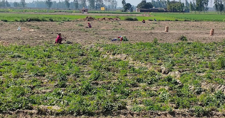 लखीमपुर से ग्राउंड रिपोर्टः चौथे चक्र के व्यूह में फंसी BJP, तराई के किसानों में गुस्सा, शहर में ही घूम रहे भाजपाई