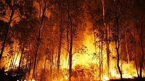 उत्तराखंड: नहीं बुझ रही जंगल की आग, बांज के जंगलों को बचाने की है चुनौती