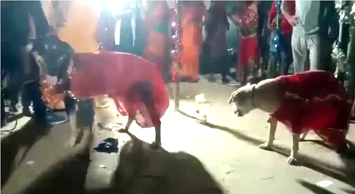 बिहार में कुत्ता-कुतिया की हुई अनोखी शादी, बारात में शामिल हुए 400 लोग